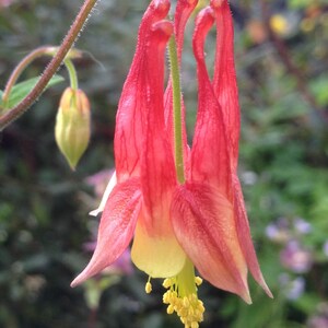 Arte fotográfico de flores, grabados o tarjetas, Columbine occidental