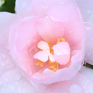Camellia and raindrops Photo Art, Prints or Cards