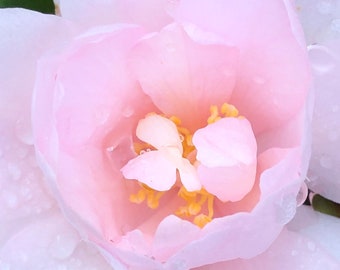 Camellia and raindrops Photo Art, Prints or Cards