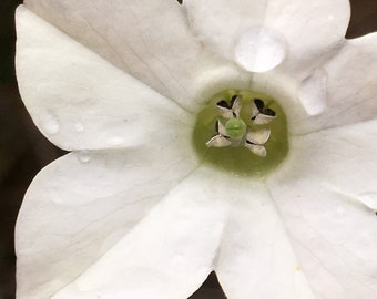 White Flower Photo-Art, Prints or Cards