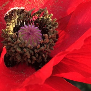 Red Poppy Flower Photo Art, Prints or Card