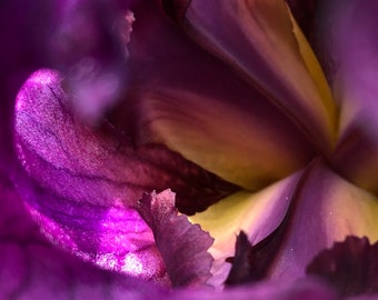 Purple Iris Photograph, Prints or Cards