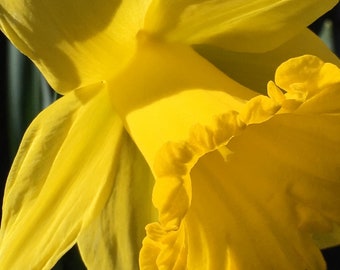 Daffodil Photo-Art, Prints