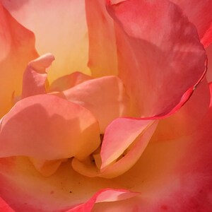 Red Rose Flower Photo-Art, Prints or Cards