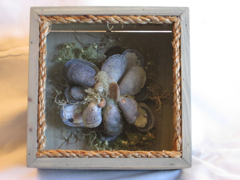 Sea Shell Shadow BoxMaine Mussel Shells With Native Maine Moss