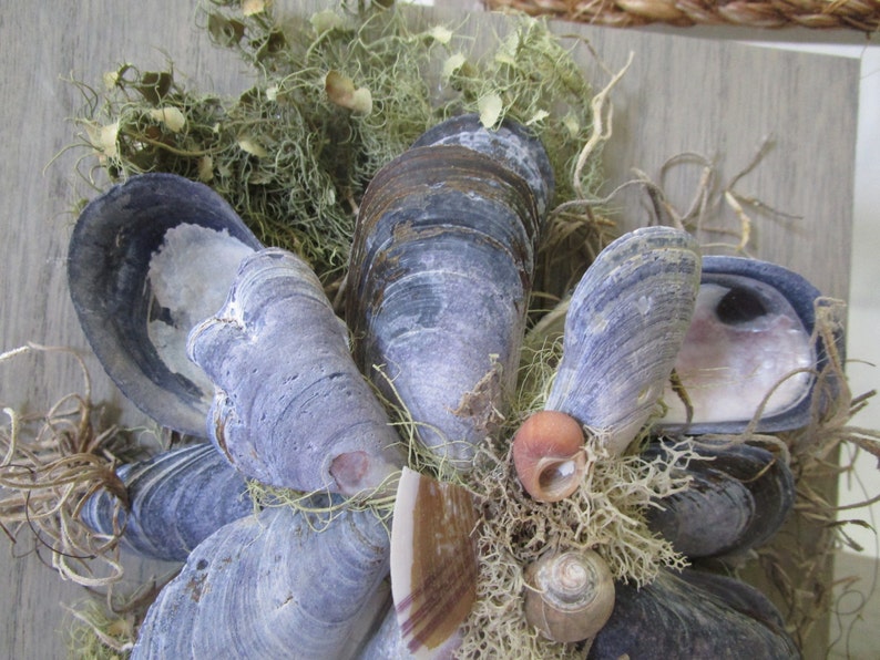 Sea Shell Shadow BoxMaine Mussel Shells With Native Maine Moss