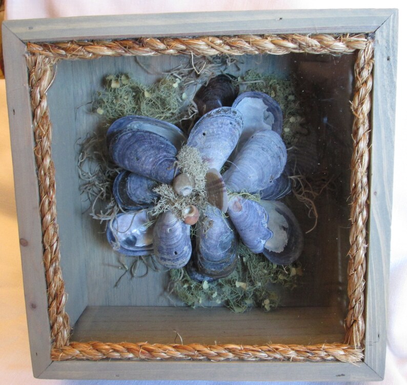 Sea Shell Shadow BoxMaine Mussel Shells With Native Maine Moss