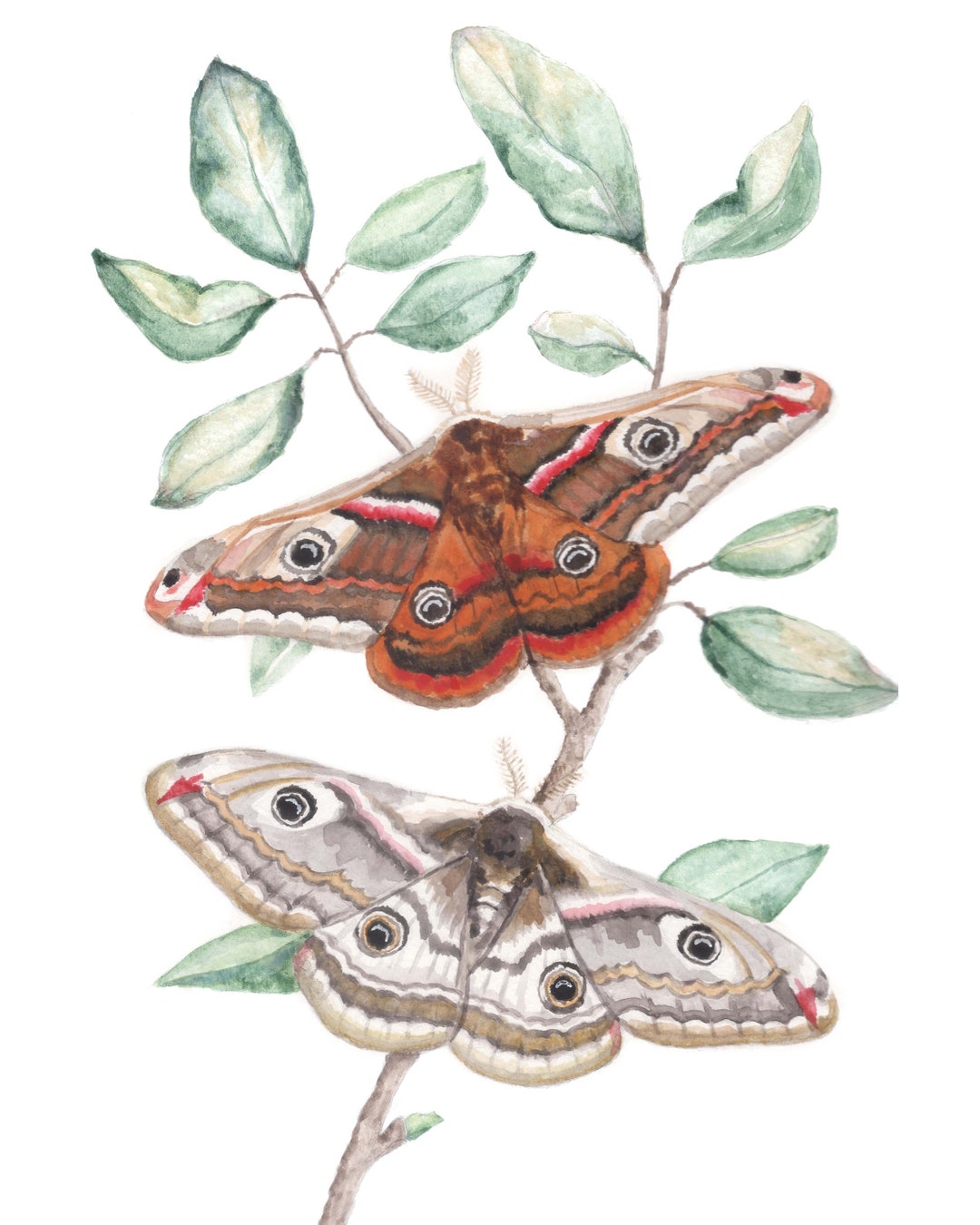 Emperor Moth Watercolor Art Print | Signed 8x10 - Etsy