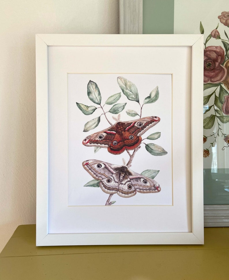 Emperor Moth Watercolor Art Print | Signed 8x10 - Etsy