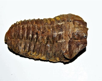 Flexicalymene TRILOBITE 2-3 Inch &quot;B&quot; Grade REAL Fossil Morocco 450 MYO
