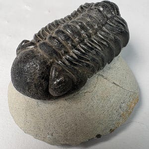 May include: A dark brown, segmented trilobite fossil specimen resting on a light gray, rounded stone matrix. The fossil features a prominent, rounded head section and a series of distinct, ribbed body segments that taper toward the rear end.