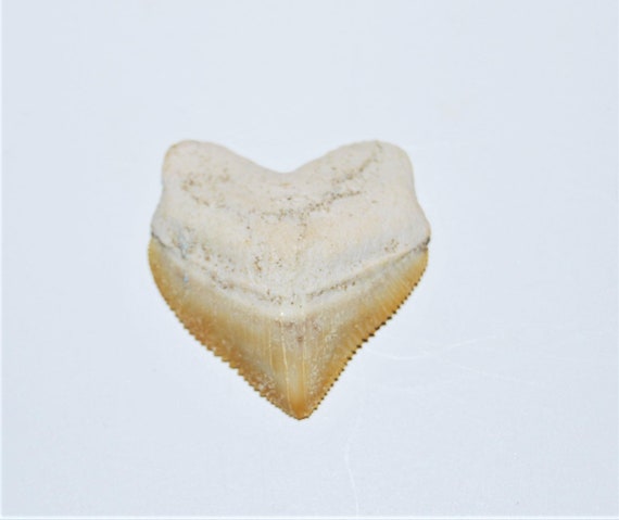 SQUALICORAX Dinosaur Tooth Fossil 1//2 inch lot of 25 #14052 4o