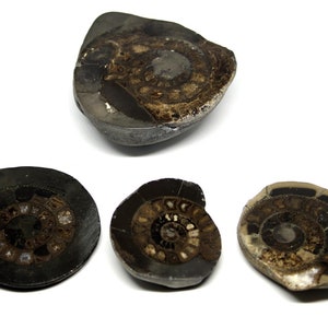 Dactylioceras Ammonite Fossil (Lot of 4) Jurassic 180 Myo England #16969 22o