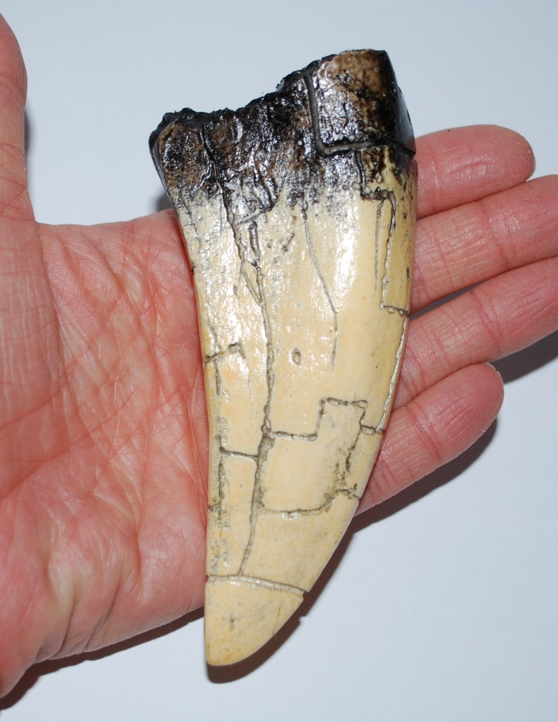 tyrannosaurus tooth