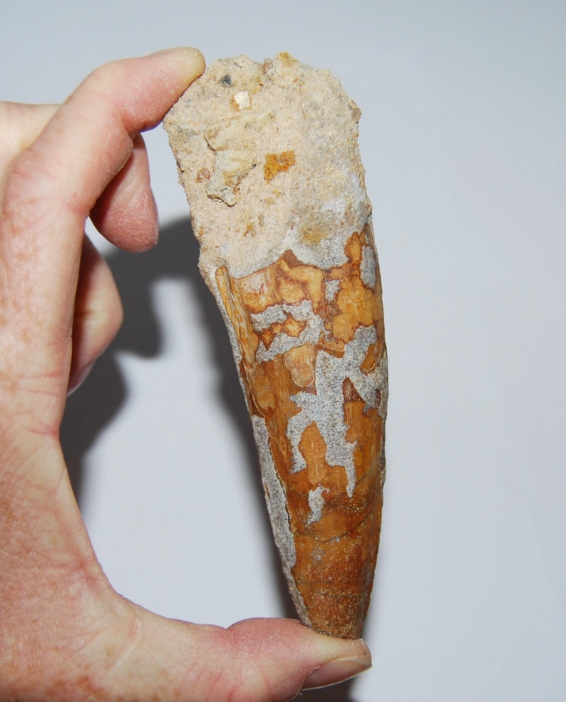 dinosaur tooth fossil