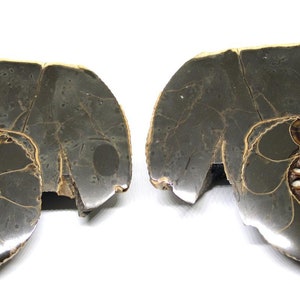 Ammonite Hoploscaphites Split Polished Fossil Montana 100 Myo w/label #16295 25o