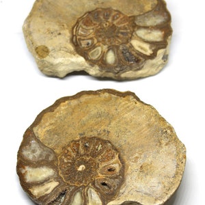 Ammonite Acanthoceras Split Polished Fossil Texas 96 Myo w/label #16209 39o