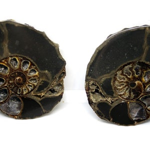 May include: Two fossilized ammonite shells, each with a spiral pattern of chambers in shades of brown, black, and white. The shells are partially broken, revealing the inner layers.