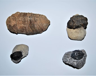 TRILOBITE REAL Fossils Collector Lot of 4 Different Species E444