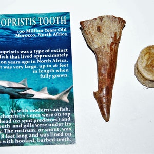 Onchopristis Vertebra & Tooth Fossil 2 inches w/COA 100 MYO 10o E127