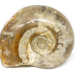 Brasilia Ammonite Fossil Jurassic 160 Myo Great Britain #16628 9o