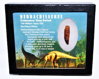 Rebbachisaurus Sauropod Dinosaur Tooth Fossil 1.370 inch w/ Display Box & COA E555