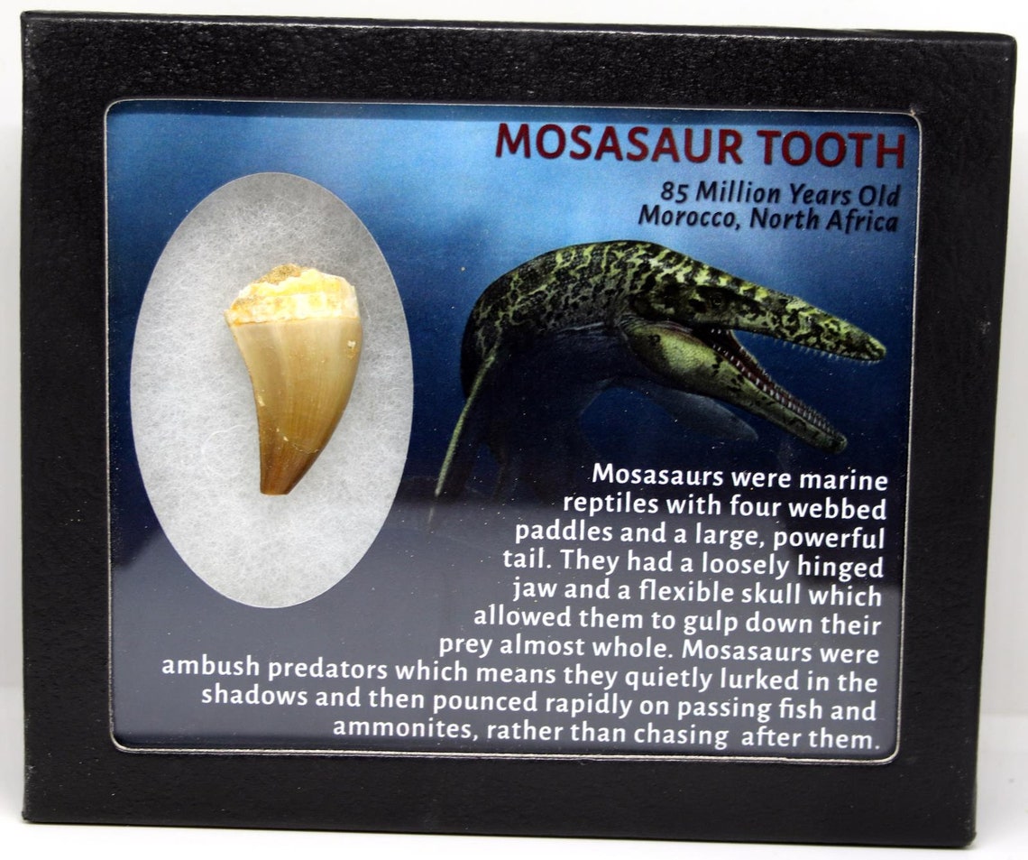 set of 2 authentic dinosaur teeth fossils 1 mosasaur tooth & 1 spinosaurus tooth