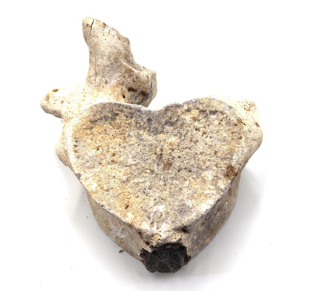 Metaxytherium Vertebra Genuine Fossil 16770 30o Etsy
