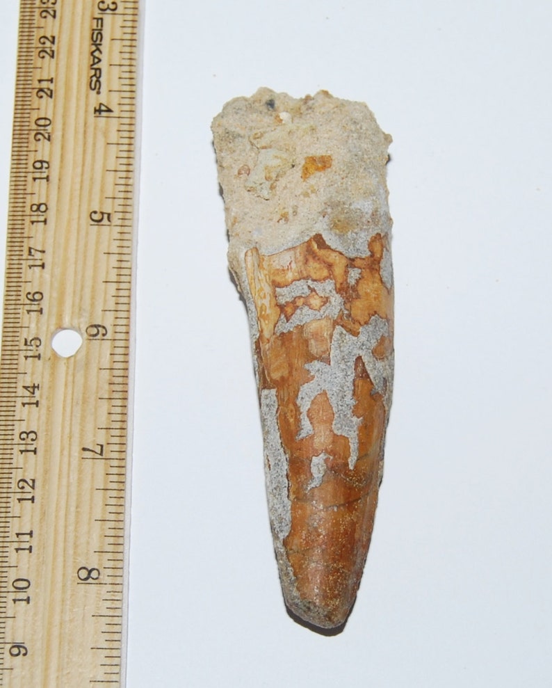 dinosaur tooth fossil