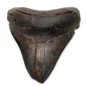 Megalodon Zahn Fossil Hai 25 Millionen Jahre alt #17168 17o