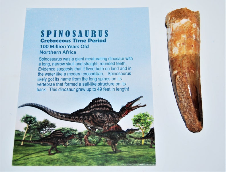 spino fossil