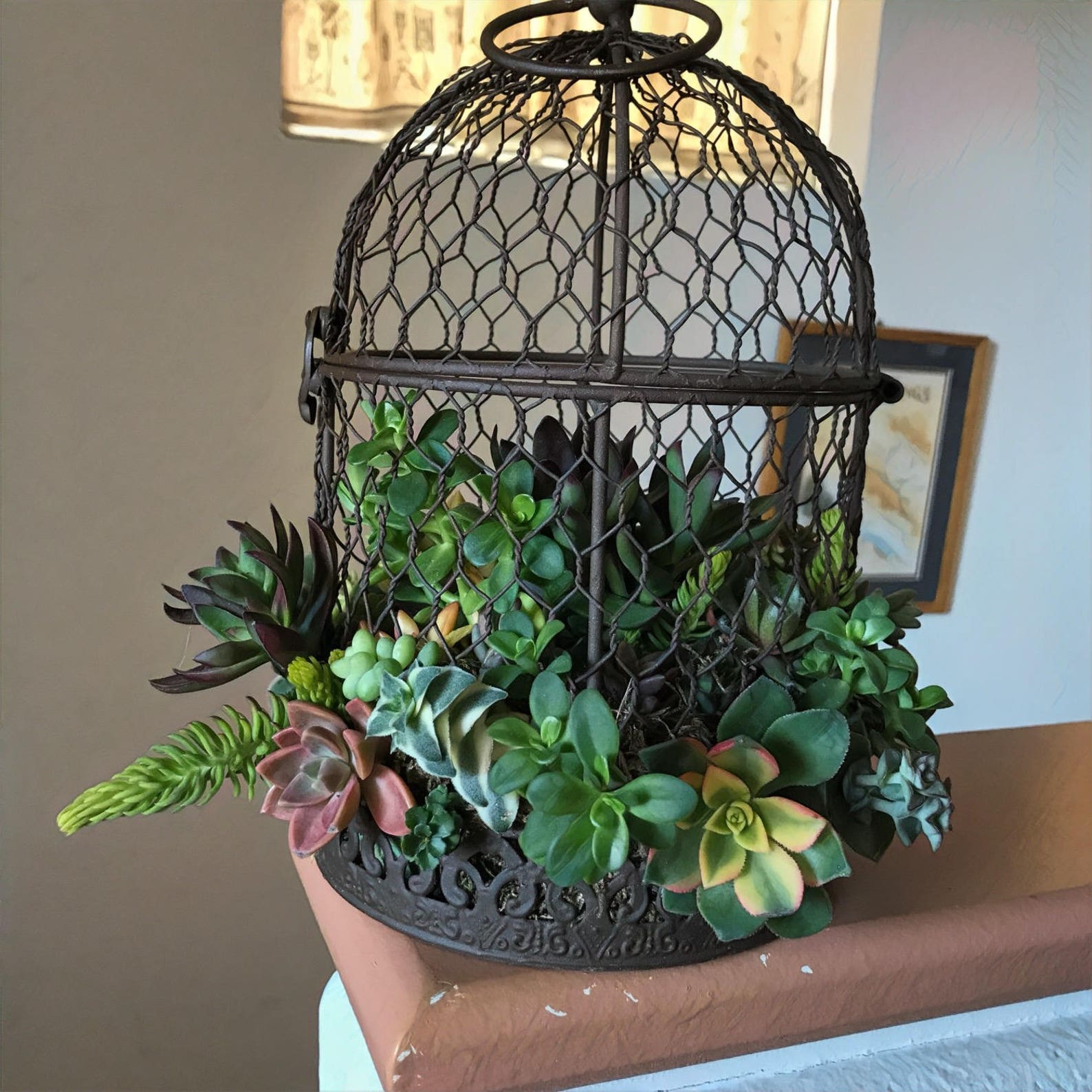 Succulent birdcage vertical garden hanging planter hanging Etsy