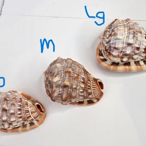 May include: Three brown and white patterned seashells arranged by size, labelled with blue handwritten text as S, M, and Lg. Each shell features a textured, ridged surface with a spiral shape and a smooth, oval-shaped opening at the base.