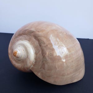 Puede incluir: Una gran concha de color marrón claro con un interior blanco y un patrón en espiral. La concha tiene un acabado liso y brillante.