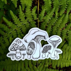 Mushroom Weatherproof Vinyl sticker decal. Bumper sticker, Waterbottle, Art, Mushrooms, Mushroom hunting, Foraging, Chantrelle, Morel