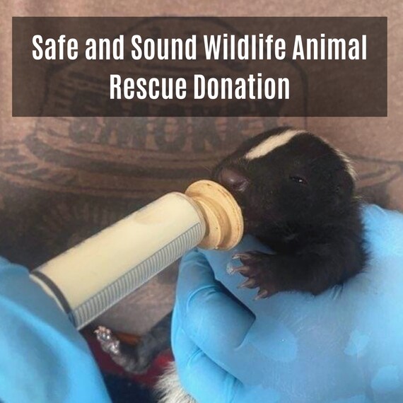 safe and sound pet rescue