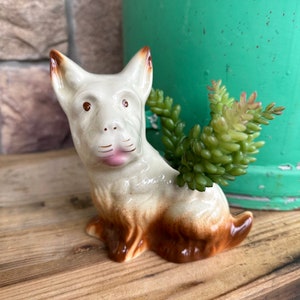 May include: A ceramic dog planter in cream and brown, containing a green succulent plant. The dog has brown eyes and ears, and a pink mouth. The planter is on a wooden surface, with a green metal container in the background.