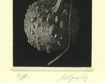 Ecological Object, Pumpkin Etching Plant Print by Marin Gruev