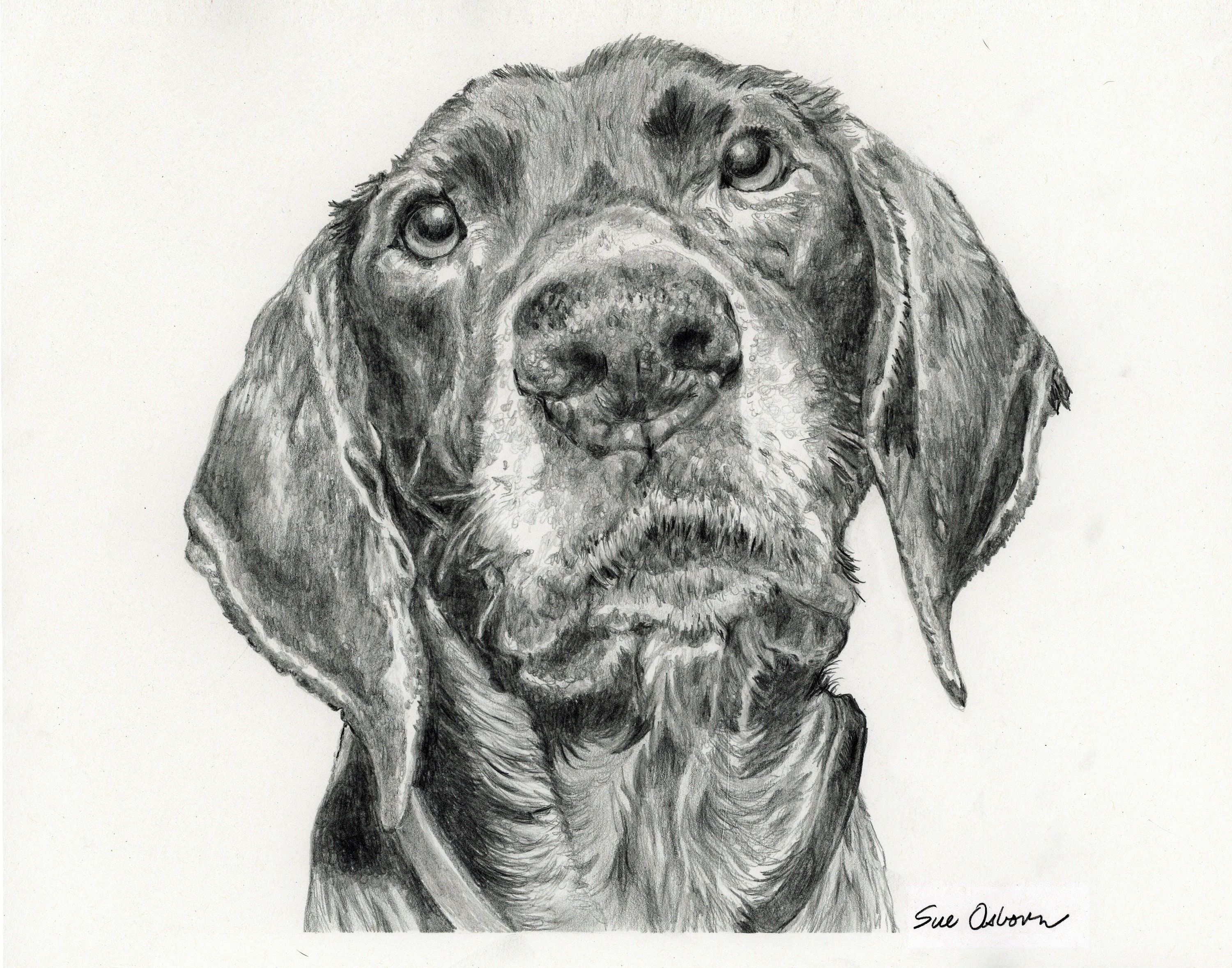 11 x 14 Custom Graphite Pencil Drawing of Your Dog Etsy