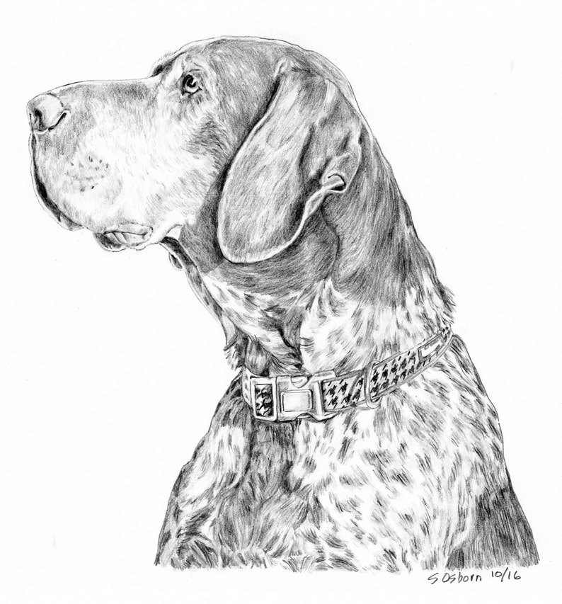 11 X 14 Custom Graphite Pencil Drawing of Your Dog Etsy