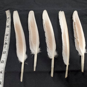 May include: Six white and tan feathers are arranged on a black surface next to a measuring tape. The feathers have a central shaft and a soft, fluffy base. The measuring tape shows the feathers are approximately 6 inches long.
