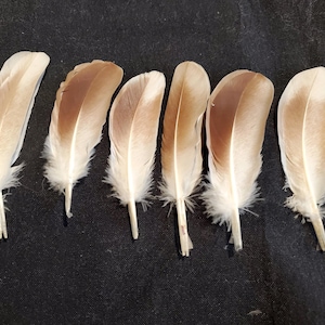 May include: Six brown and white feathers with a light brown stripe down the center of each feather.