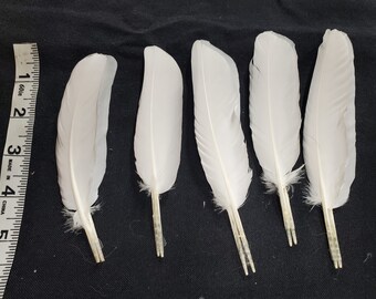 1x Pair of Cruelty-Free Matching Pigeon/ Rock Dove Feathers - Medium White Wing Flight Feathers