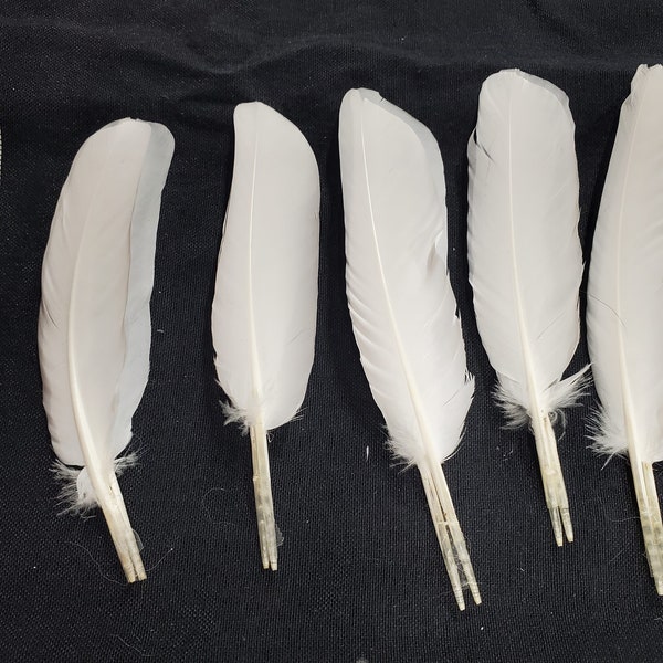 1x Pair of Cruelty-Free Matching Pigeon/ Rock Dove Feathers - Medium White Wing Flight Feathers