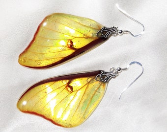 Golden Iridescent Luna Moth Wing Earrings, Nature Inspired Jewelry for Nature Enthusiasts