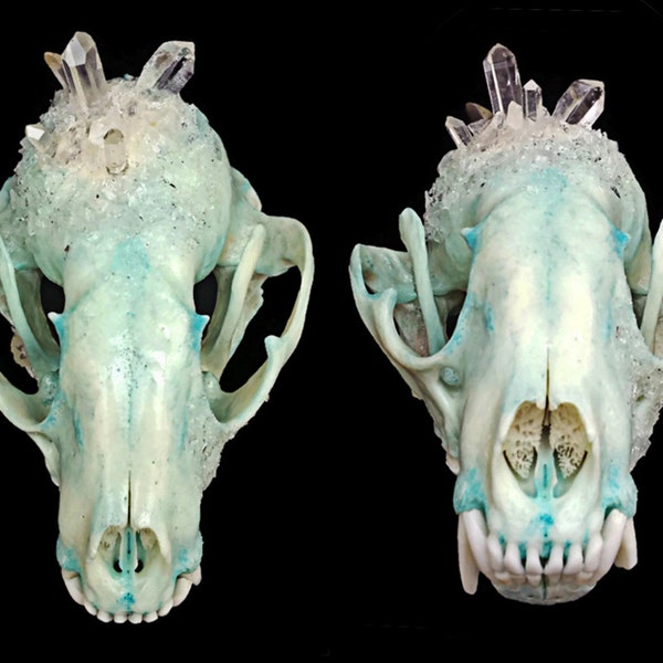 Raccoon Skull - Crystallized Skull - Animal Skull - Taxidermy - Real Animal Skull - Animal Bones - Animal Skull Decor - Crystal Skull