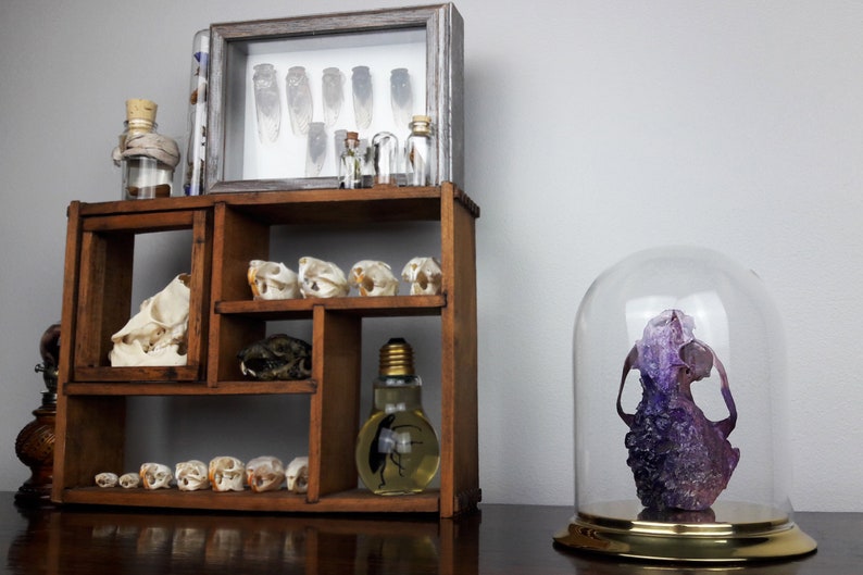 gothic decor curiosities and oddities taxidermy collection amethyst crystal skull witchy decor mature crystallized skull real animal bones