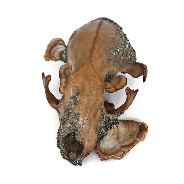 Raccoon Skull - Crystallized Skull - Animal Skull - Taxidermy - Real Animal Skull - Animal Bones - Animal Skull Decor - Crystal Skull