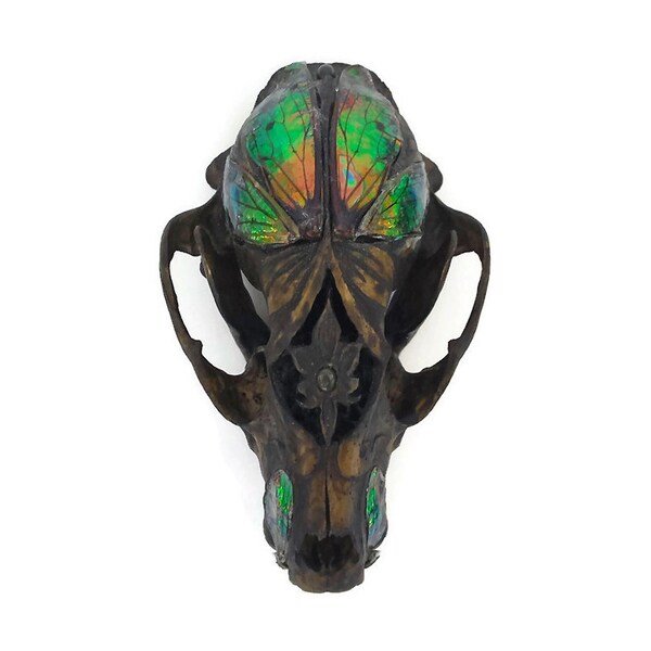 Raccoon Skull - Crystallized Skull - Animal Skull - Taxidermy - Real Animal Skull - Animal Bones - Animal Skull Decor - Crystal Skull