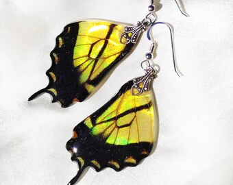 Yellow and Black Tiger Swallowtail Real Butterfly Wing Earrings, Iridescent Resin Jewelry for Butterfly Lovers